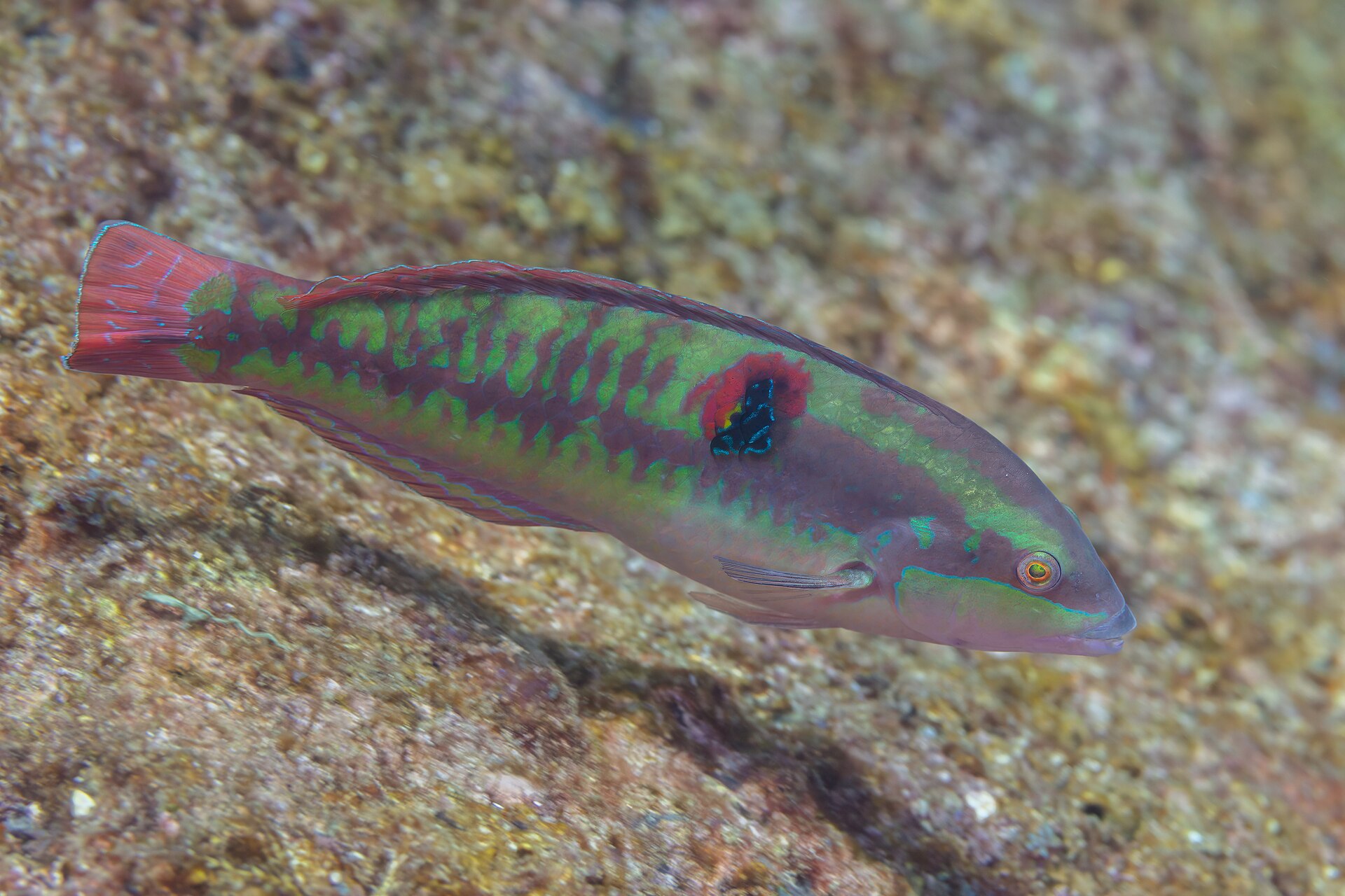 Wounded wrasse ( Halichoeres chierchiae ), La Paz, Baja California, Mexico