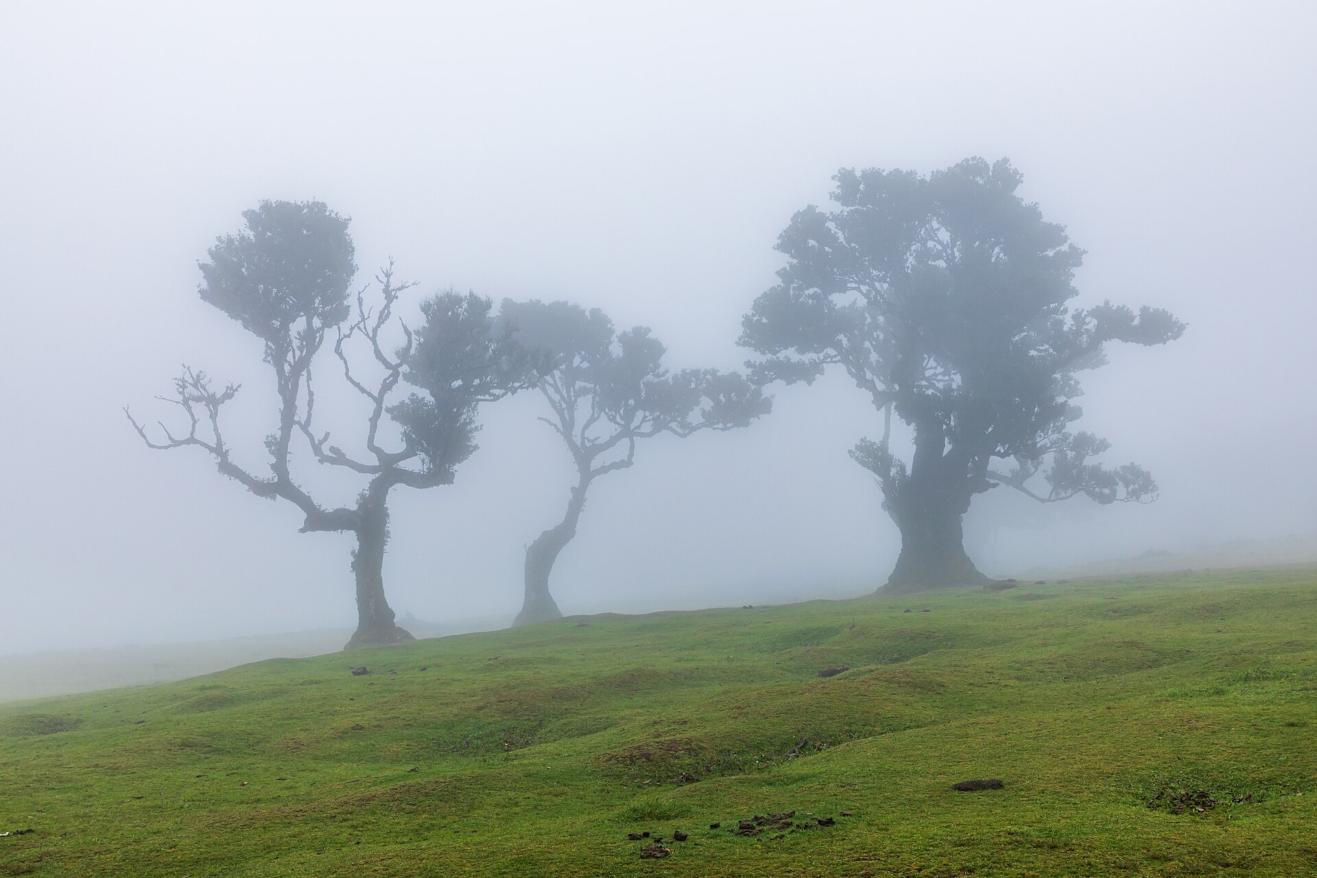 Laurel trees ( Ocotea foetens ) in the laurel forest “ Fanal ”, Madeira , Portugal Fanal is a mystical high plateau area in the northwest of the island of Madeira. It is located in the Laurisilva Forest, an evergreen laurel forest that has been a UNESCO World Heritage Site since 1999. Fanal is particularly well known for its centuries-old laurel trees with gnarled, moss-covered branches. The frequent fog creates a fairytale-like, almost surreal atmosphere. The trees are part of an ancient ecosystem that covered large parts of southern Europe millions of years ago. Historically, the area was used for agriculture at times, for example as pasture land. Today, Fanal is a nature reserve and a popular destination for hikers and nature photographers. It is considered one of Madeira’s most impressive natural monuments and symbolizes the island’s original, wild landscape.