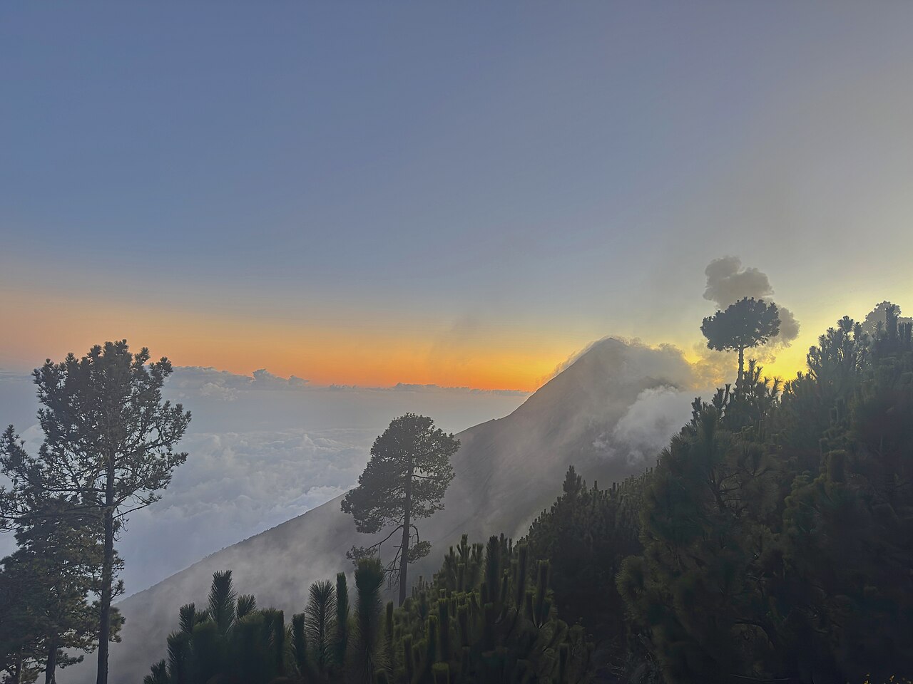 Volcan de Fuego releasing a small ash plume at sunset, viewed from the forested slopes of Acatenango